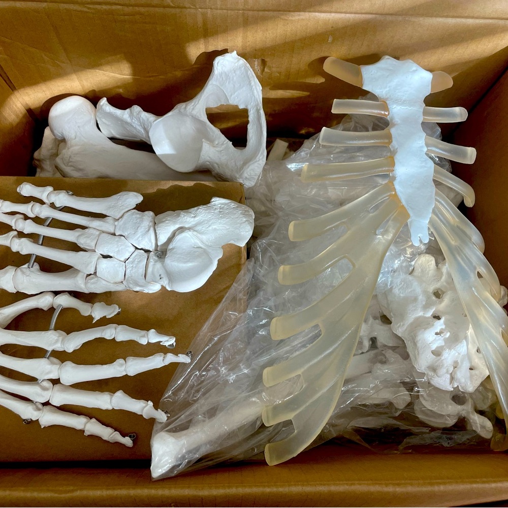 Skeletal Bones (entire skeleton parts)